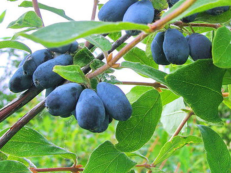 Zemolez (Lonicera caerulea) BOREAL BLIZZARD