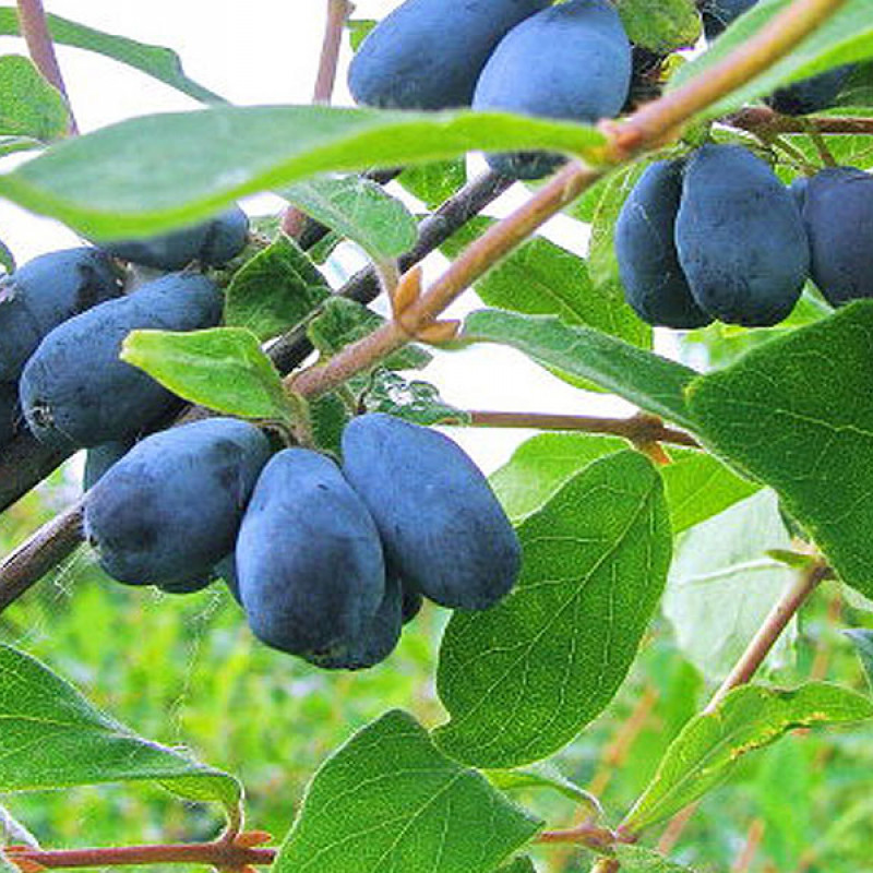 Zemolez (Lonicera caerulea) BOREAL BLIZZARD