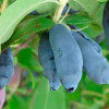 Zemolez (Lonicera caerulea) INDIGO GEM