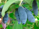 Zemolez (Lonicera caerulea) INDIGO GEM