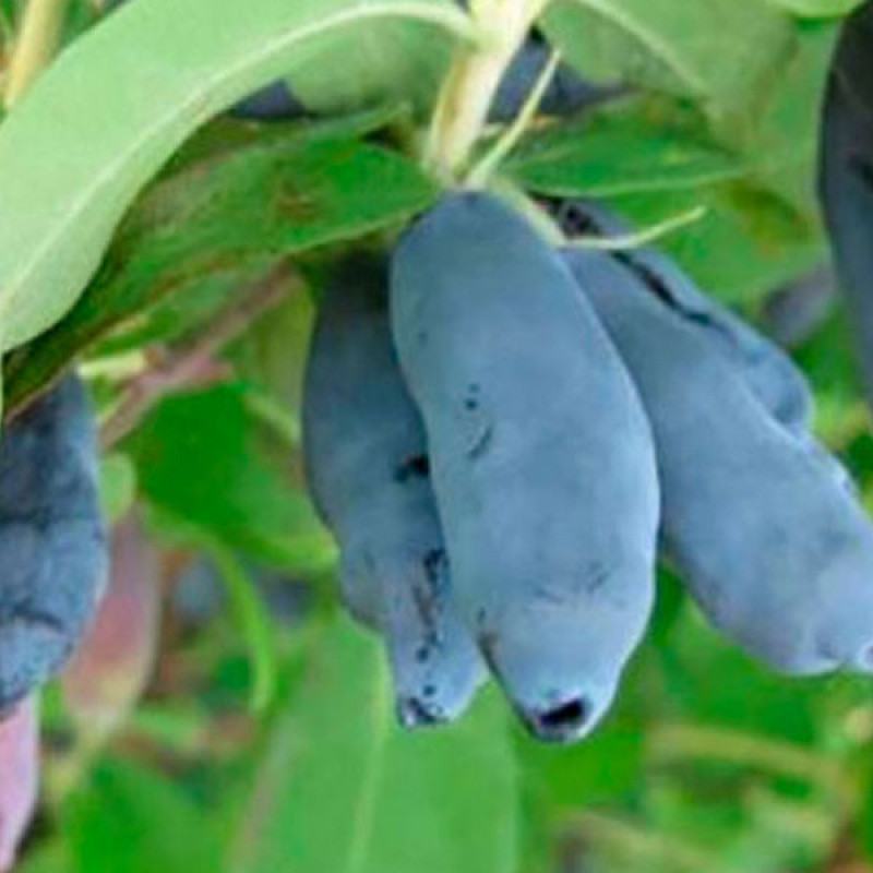 Zemolez (Lonicera caerulea) INDIGO GEM