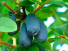 Blaubeere (Lonicera caerulea) JUGANA® - Tutifruti SK