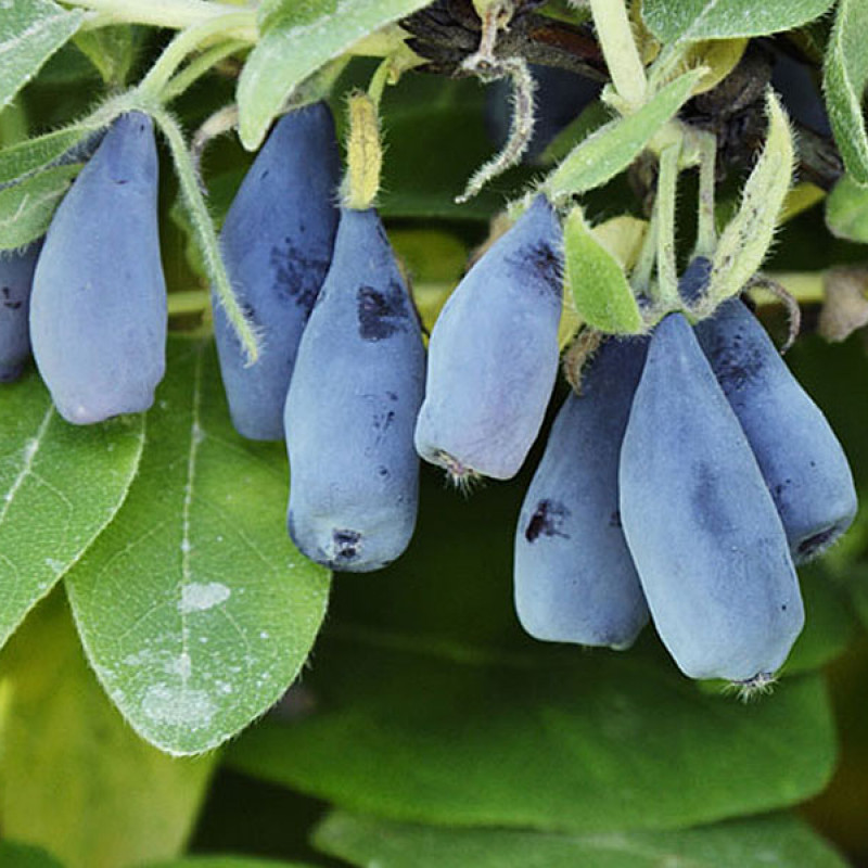 Zemolez (Lonicera caerulea) KARINA