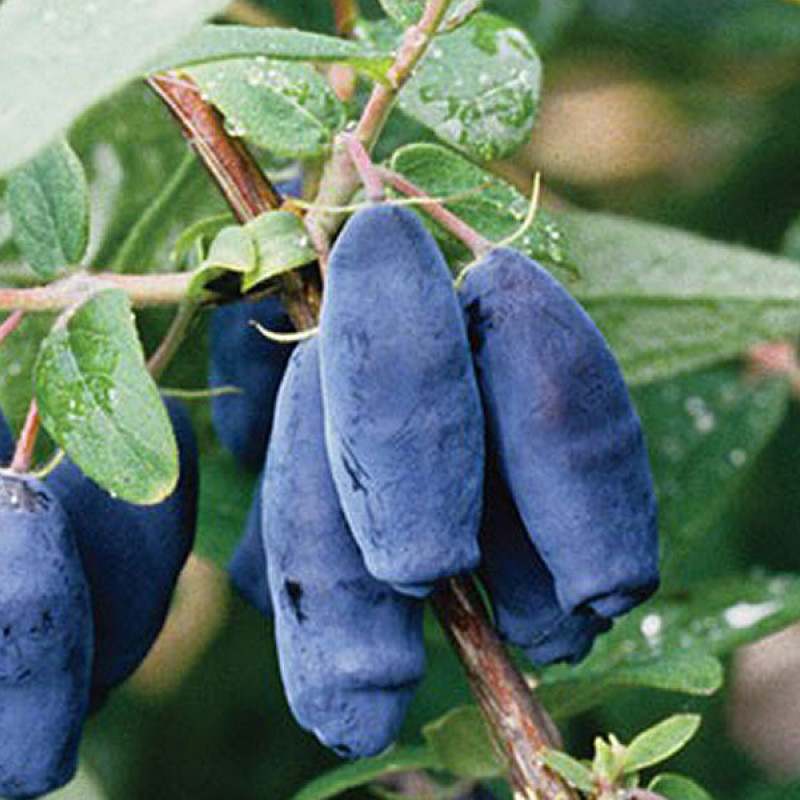 Zemolez (Lonicera caerulea) LENINGRADSKIJ VELIKAN