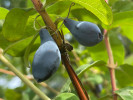 Zemolez (Lonicera caerulea) SINIJ UTES