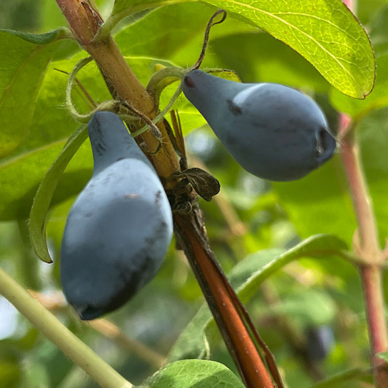 Zemolez (Lonicera caerulea) SINIJ UTES