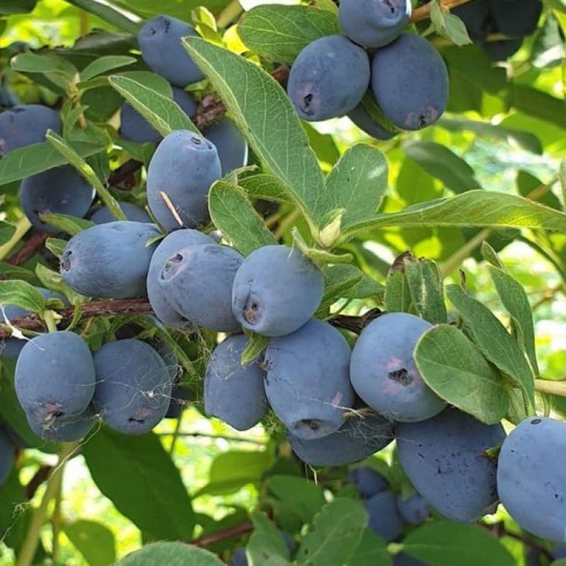 Zemolez (Lonicera caerulea) STRAWBERRY SENSATION