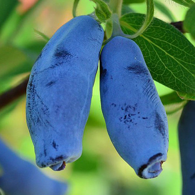 Zemolez (Lonicera caerulea) VOSTORG