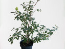 Blaubeere (Lonicera caerulea) JUGANA® - Tutifruti SK